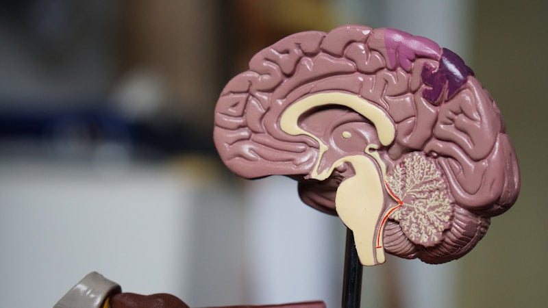 Smegenų veikla ir atmintis: peptidai nervų sistemai